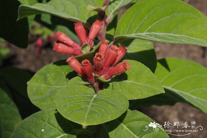 菊花什么时候开花?