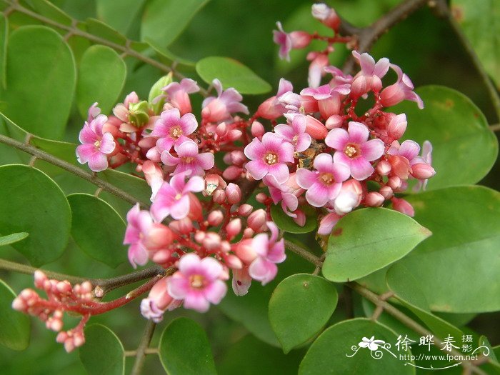 植物是怎样传播种子的