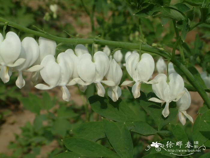 香雪兰花图片