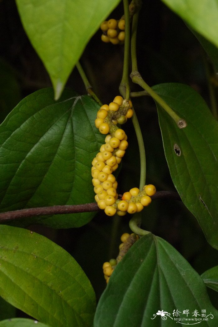 香根鸢尾