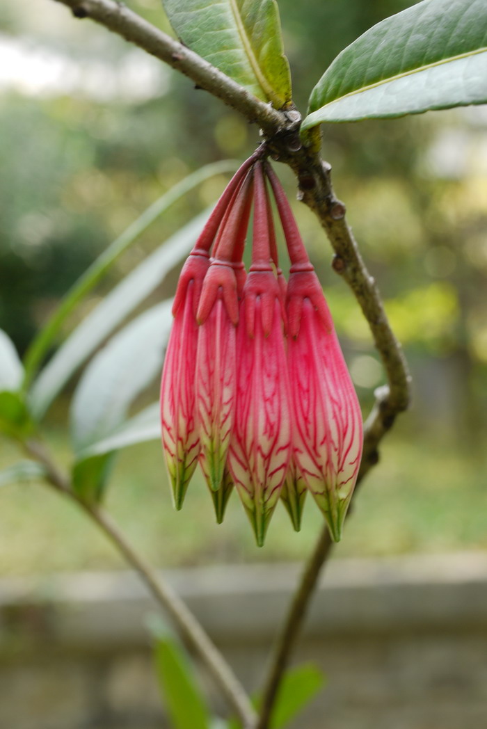 攀枝花苏铁