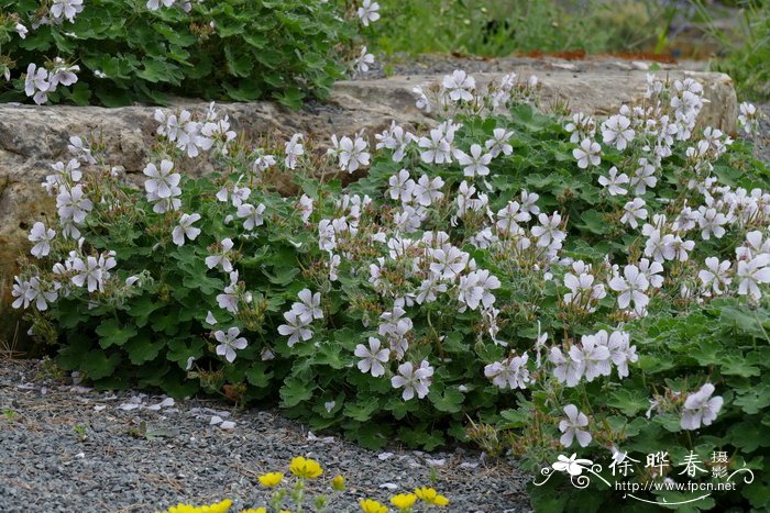 枙子花