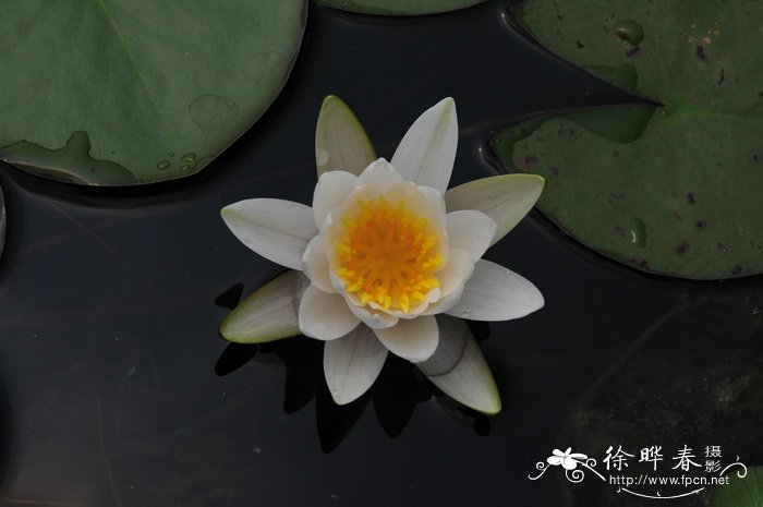 韭菜是一种什么类型的植物