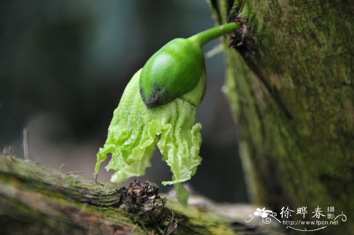 棒菜