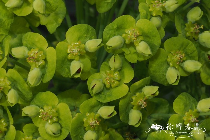 香槟色玫瑰花