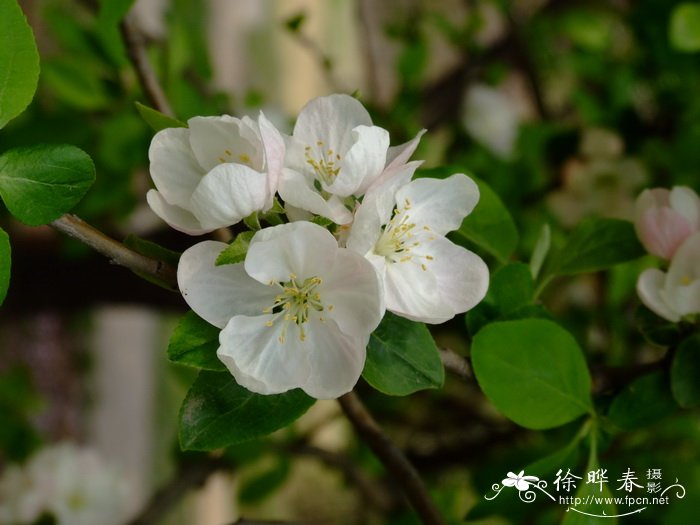 梨花的花语和象征意义