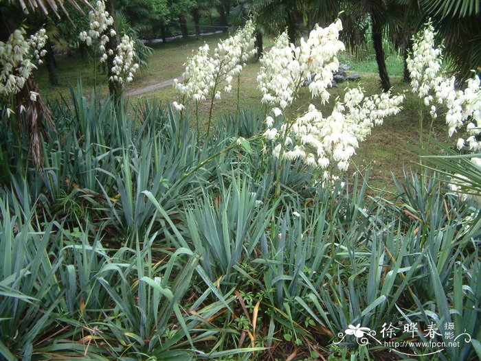 杜仲树种植