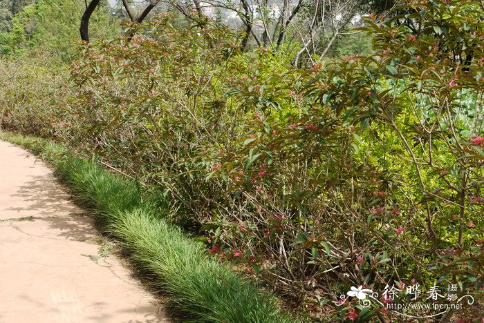 除草剂最厉害是哪种