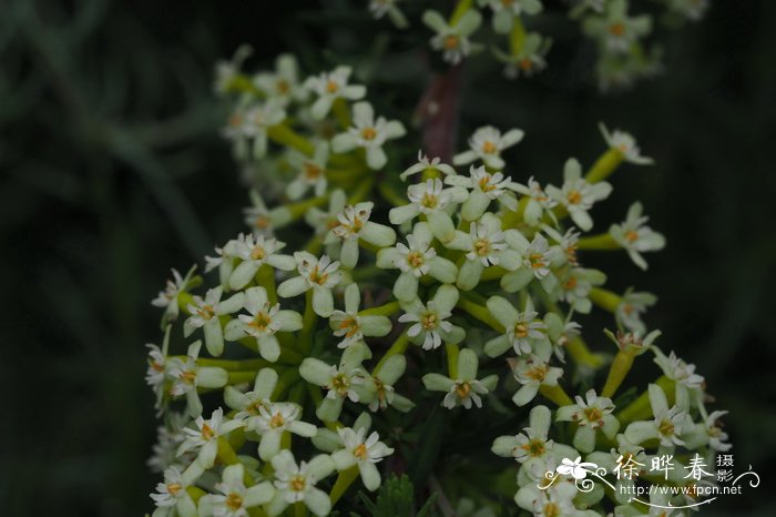 蓝花楹什么时候开花