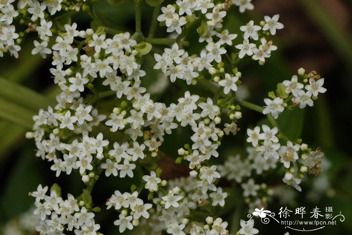 月季花施什么肥料最好