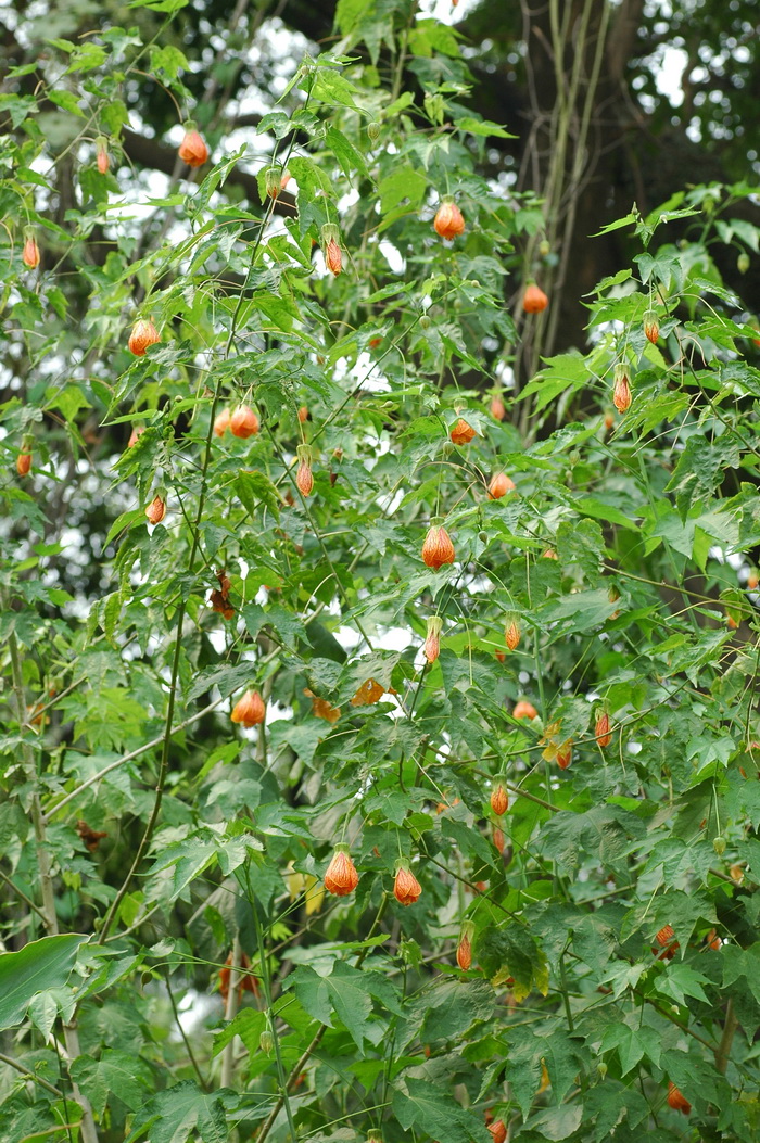 君子兰不开花怎么办