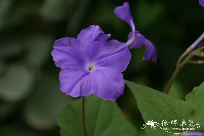 不怕冷的室内植物盆栽