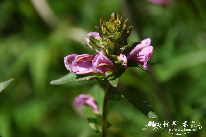 菠菜多少钱一斤?