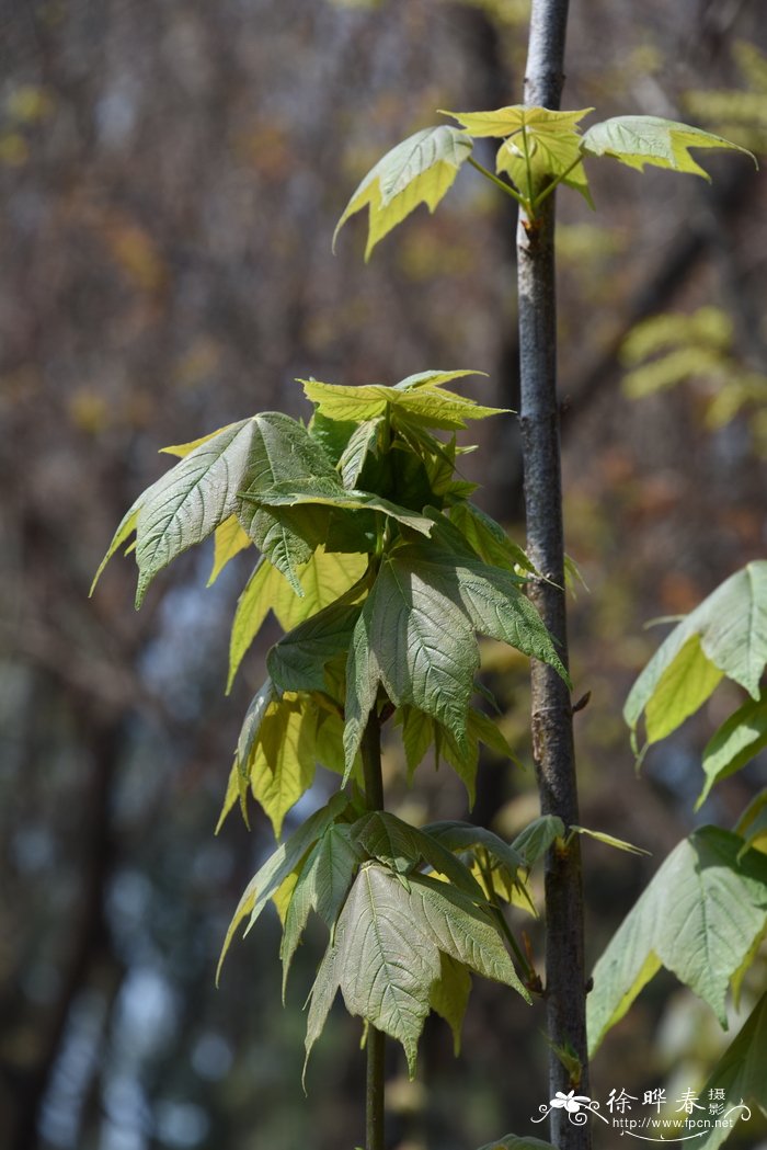 小白菊的花语是什么