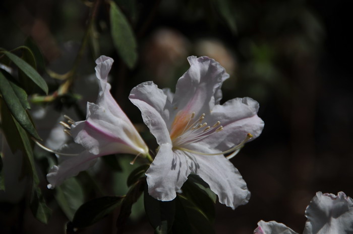 非洲茉莉球