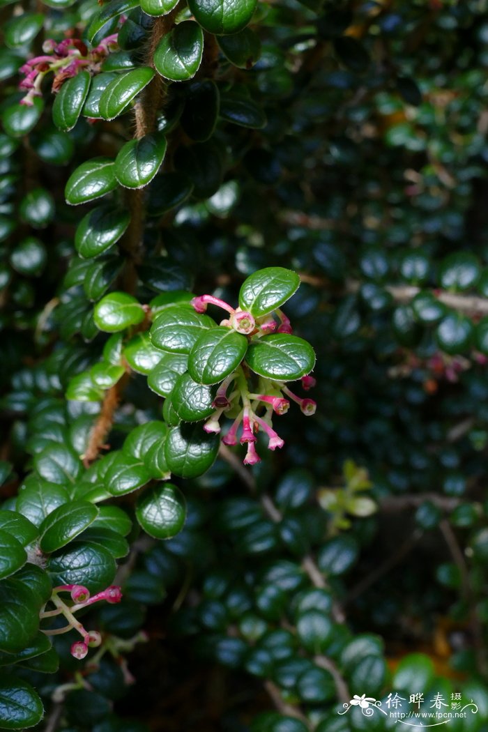 千手观音植物