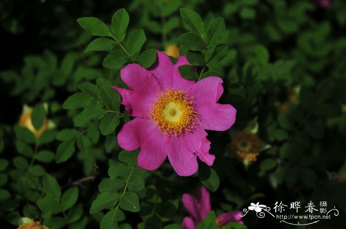 香槟玫瑰花语19朵