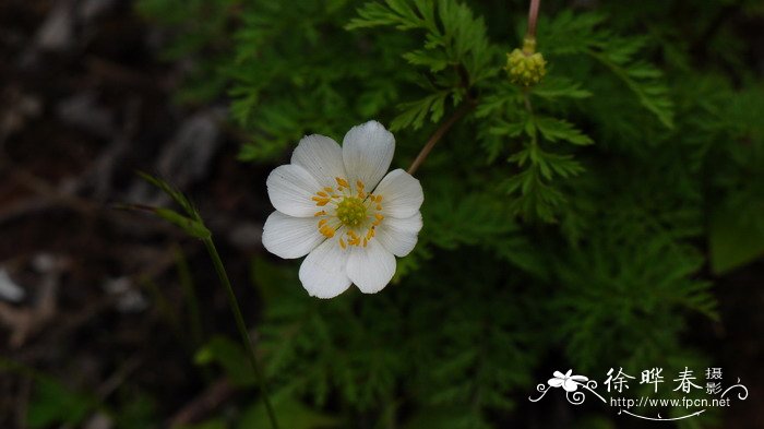 仙人掌的花