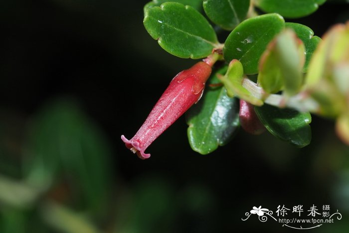 大丽花花期