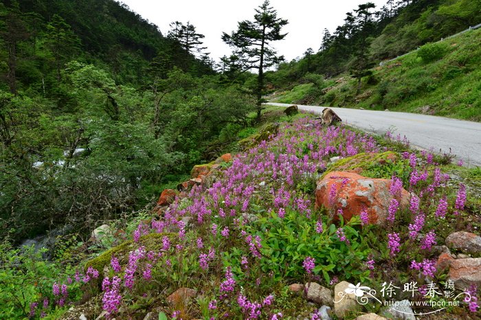 四川紫薇价格