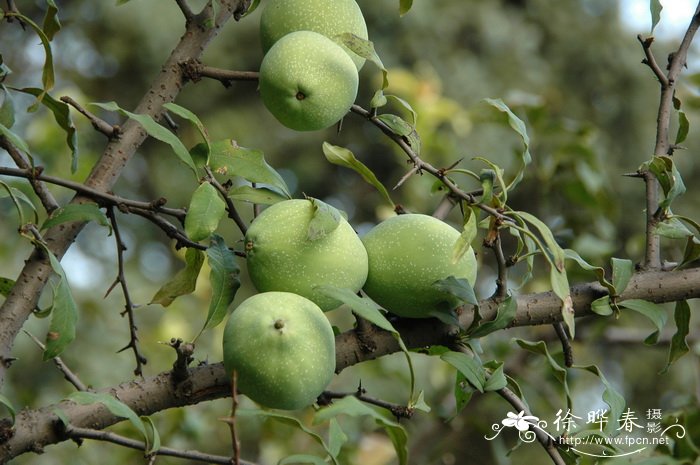 红豆树