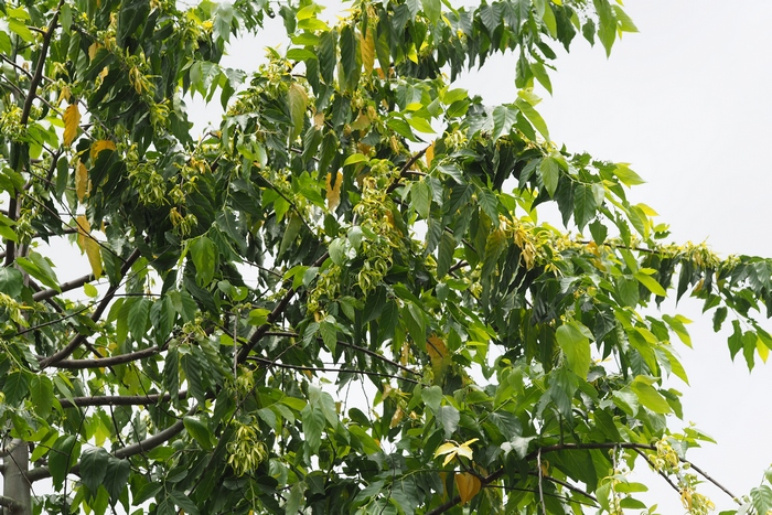 紫花地丁图片