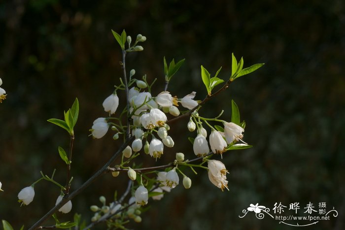 水菖蒲图片