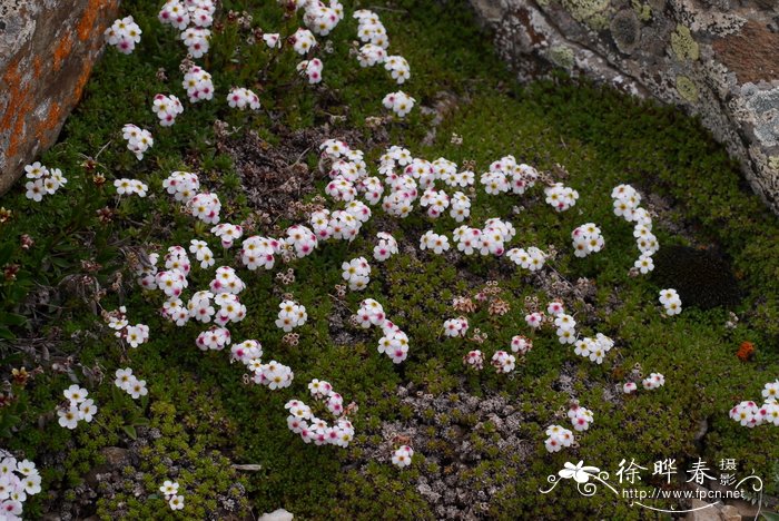 植物杨梅树