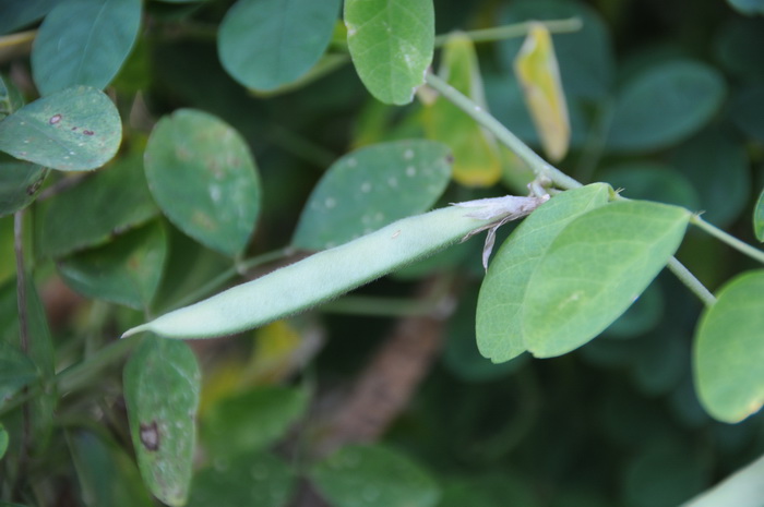 非洲茉莉球