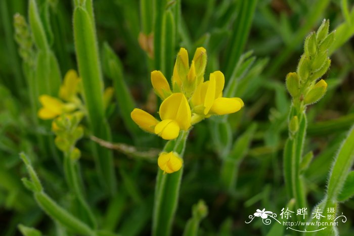 苹果摆盘图片