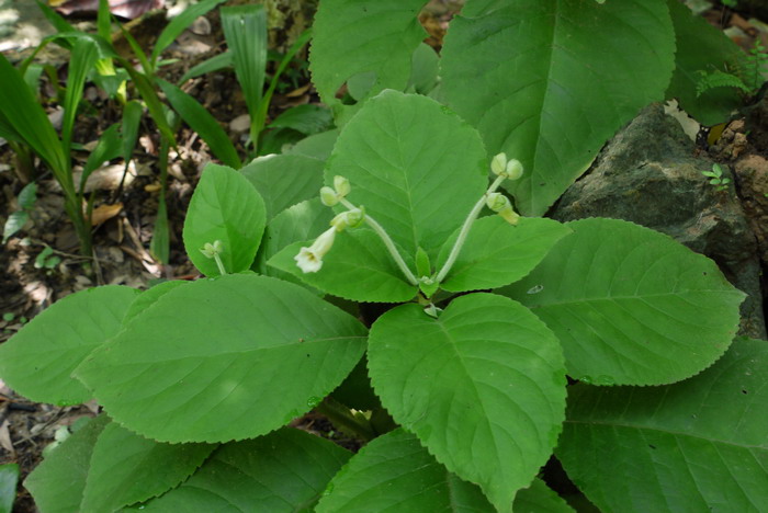 九里香花期