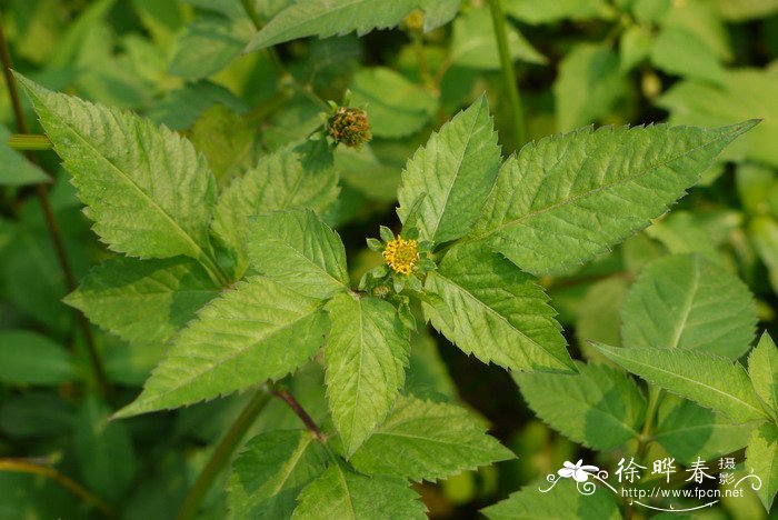 芦荟的资料