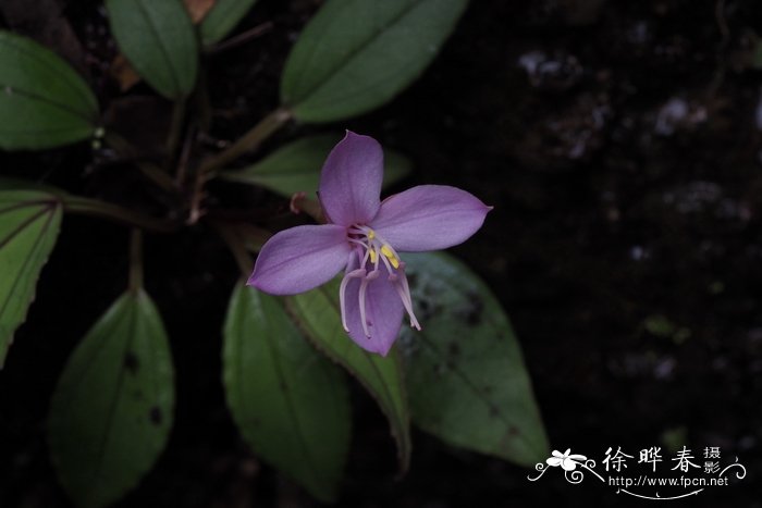 黑色玫瑰花