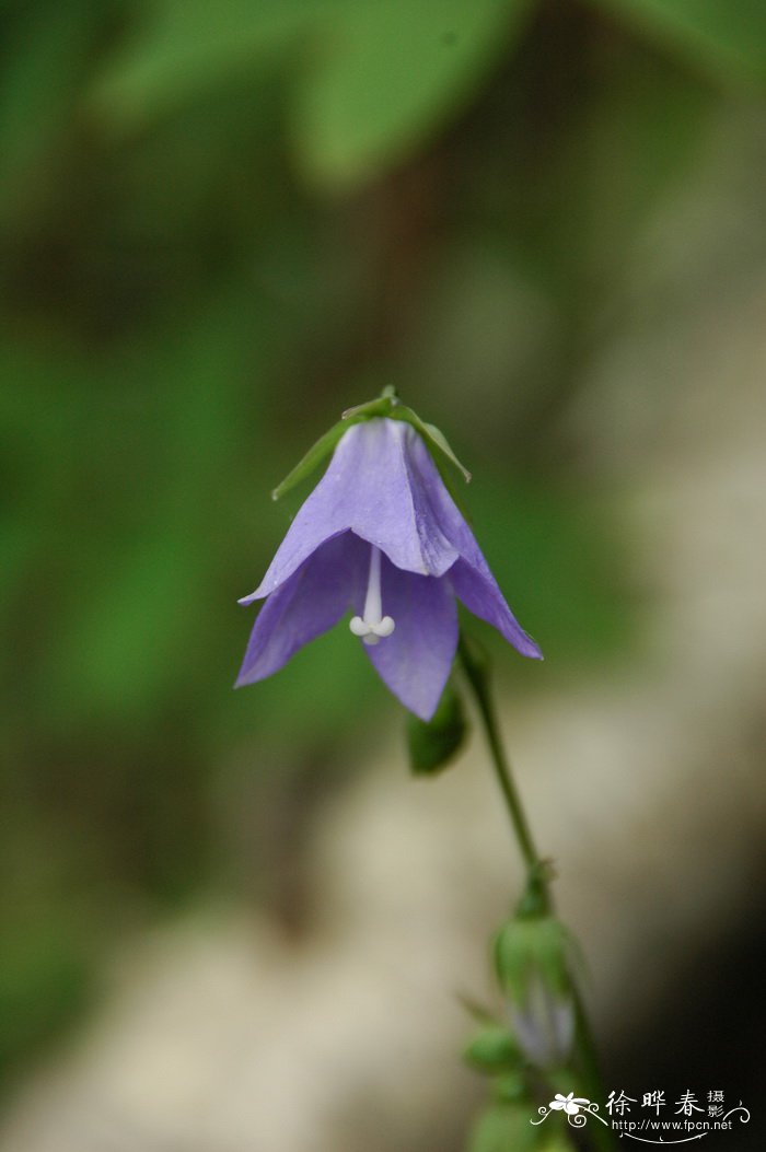 冷水花