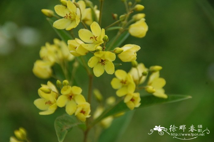 海棠花花语象征