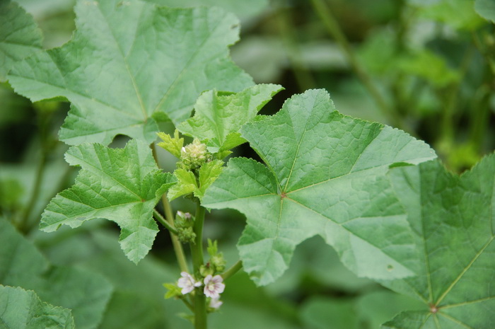 北方院子桂花树冬天怎样保护