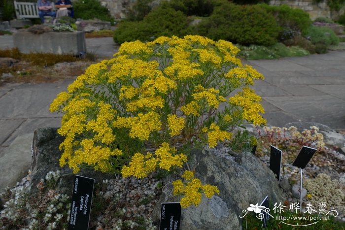 芒果的功效