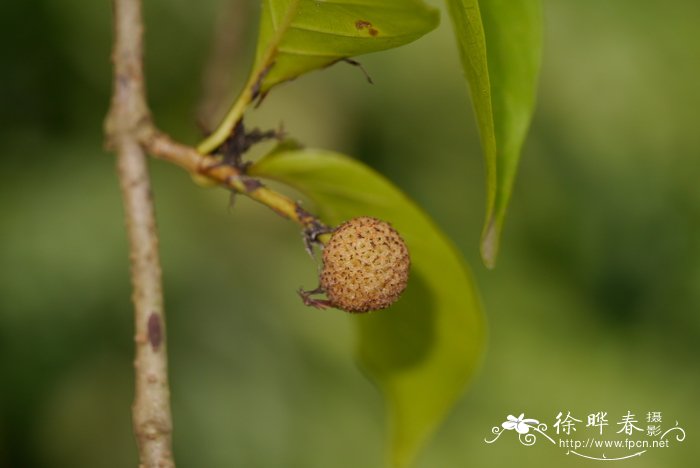 红枝蒲桃