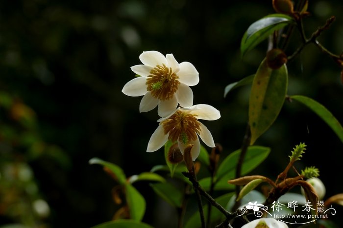 芫荽是什么