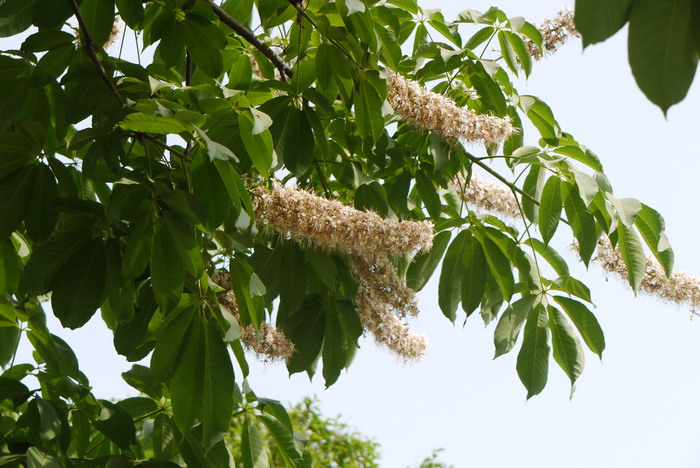 铜钱草开花