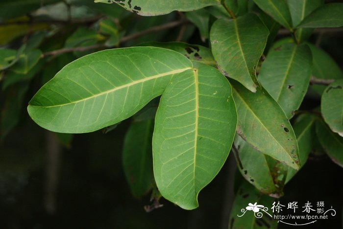 荔枝是几月份的水果