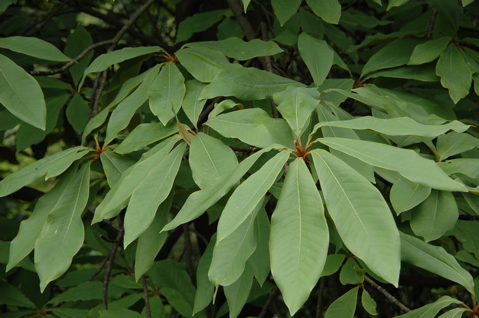 桃花几月份开花