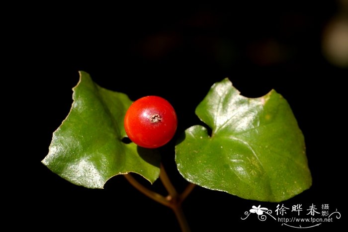 红玉兰花