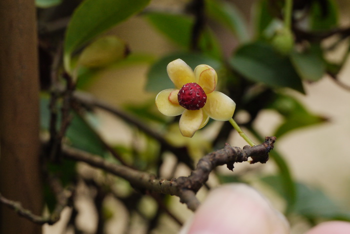 九节菖蒲