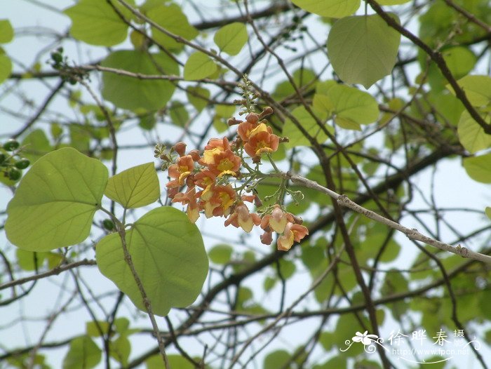 百合花的资料