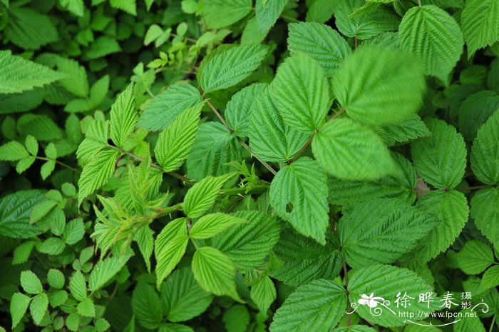 沙糖桔种植技术