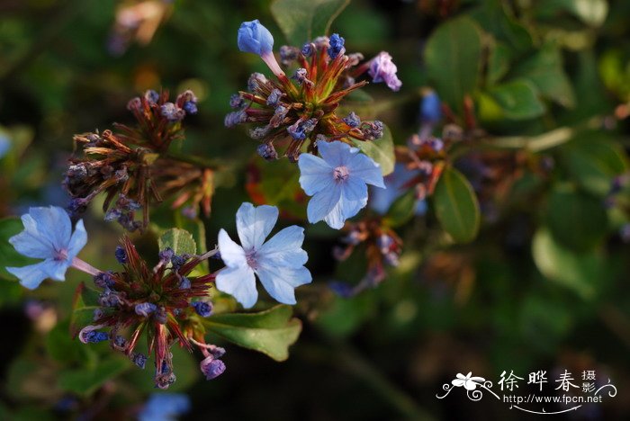 高山槐花开