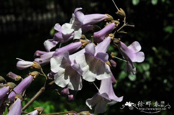 雪莲花怎么吃