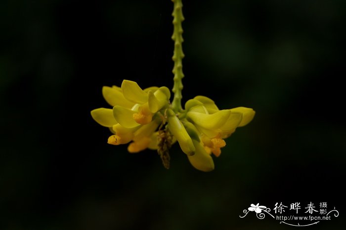 水葫芦的现状与危害