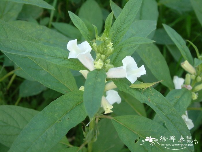 茶花养在家里怎样才能养好